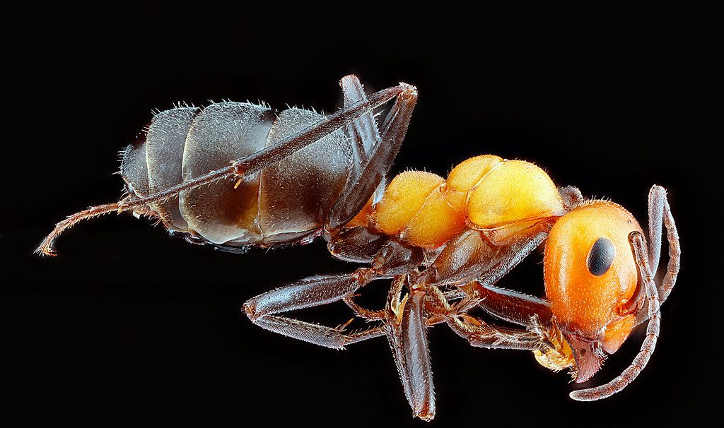 Ant Control service in Atlantic City, NJ