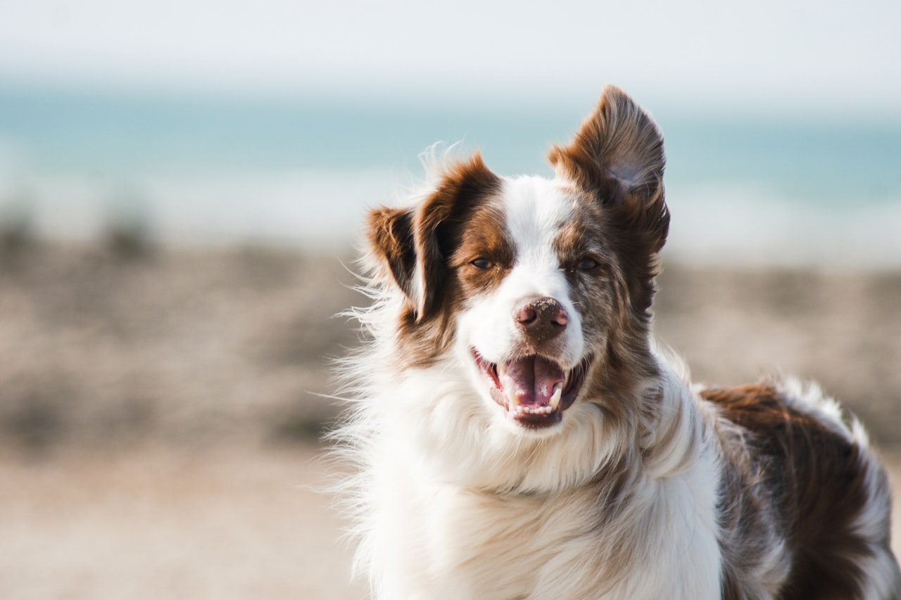 Flea & Tick Control service in Atlantic City, NJ