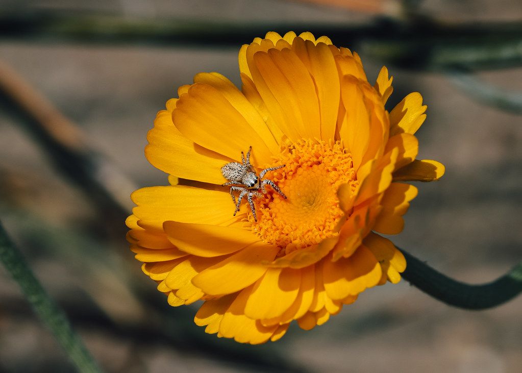 Spider Control service in Atlantic City, NJ